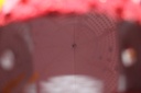PPP-001-30.jpg