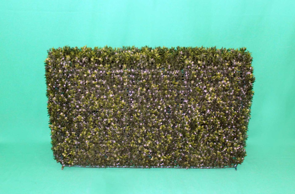 Boxwood Shrub