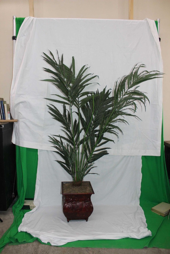 Palm Tree #1