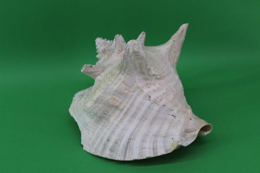 Conch Shell