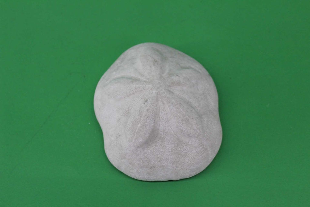 Sea Biscuit