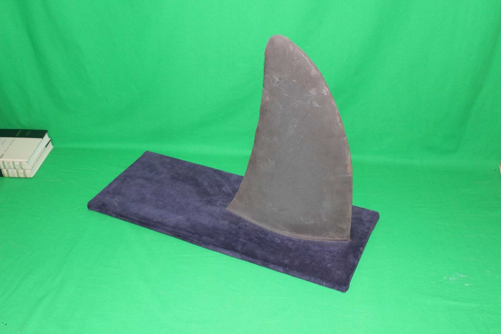 Shark Fin