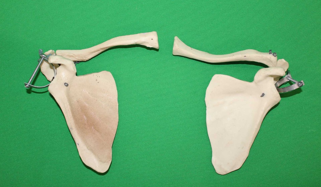 Human Bones