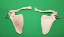 Human Bones