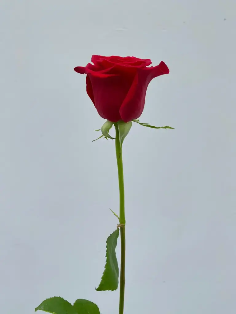 Rose Red - Freedom 60cm