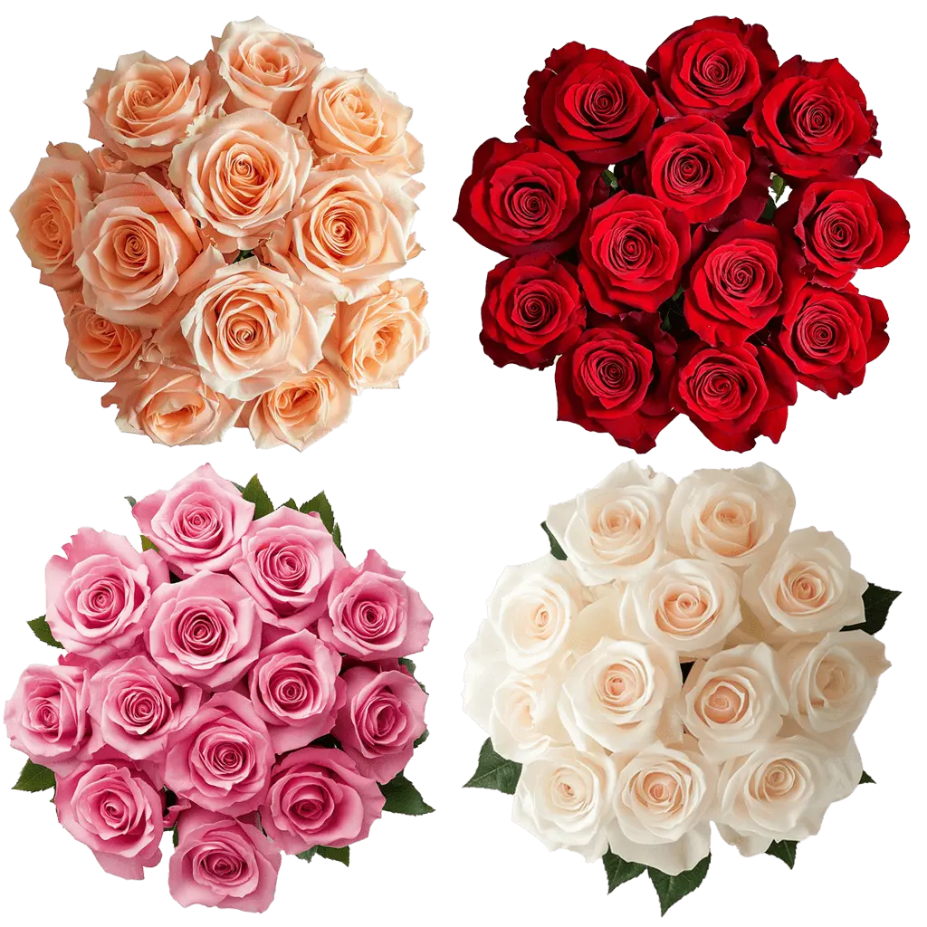 Premium Color Rose