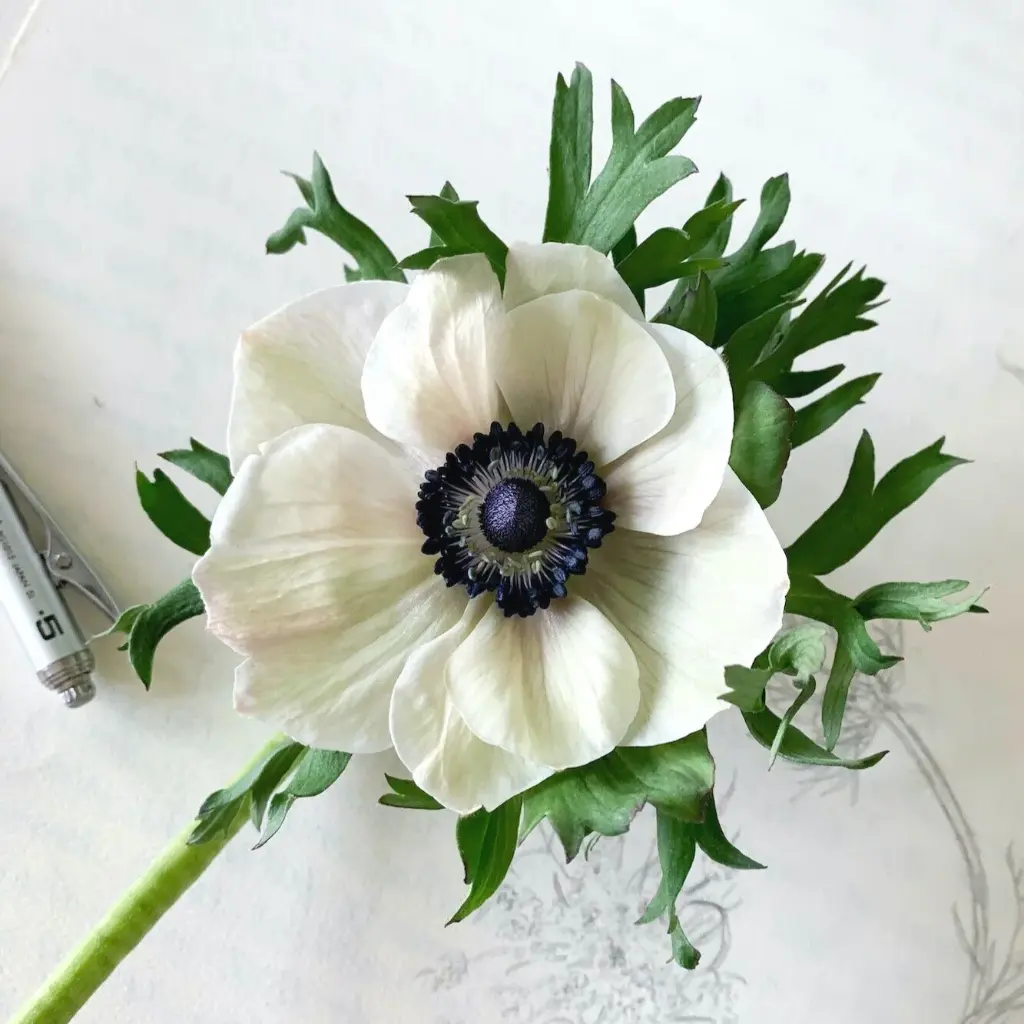 Anemone