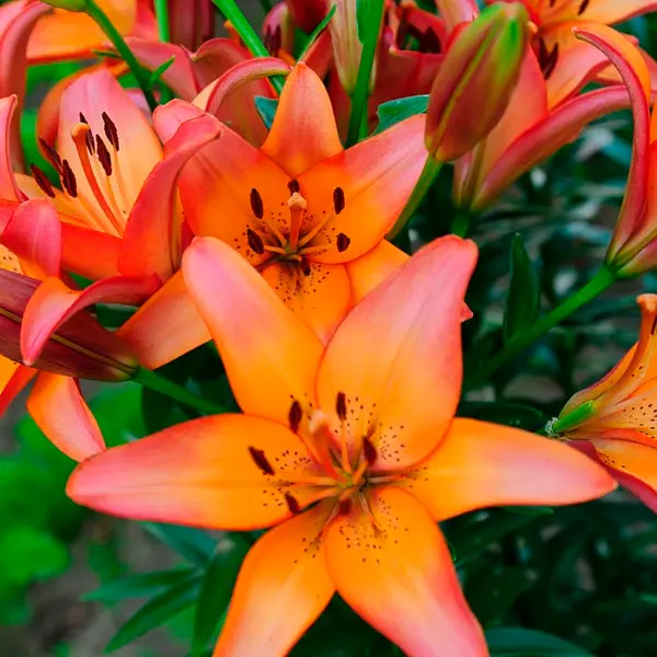 Lily - LA Hybrid