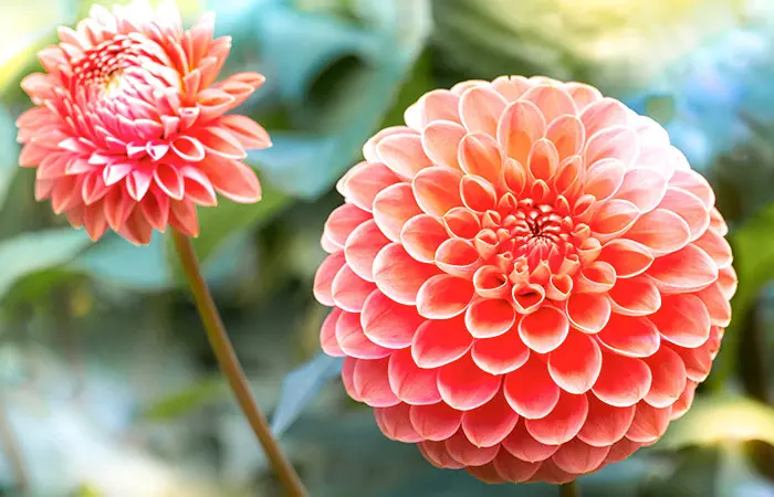 Dahlias