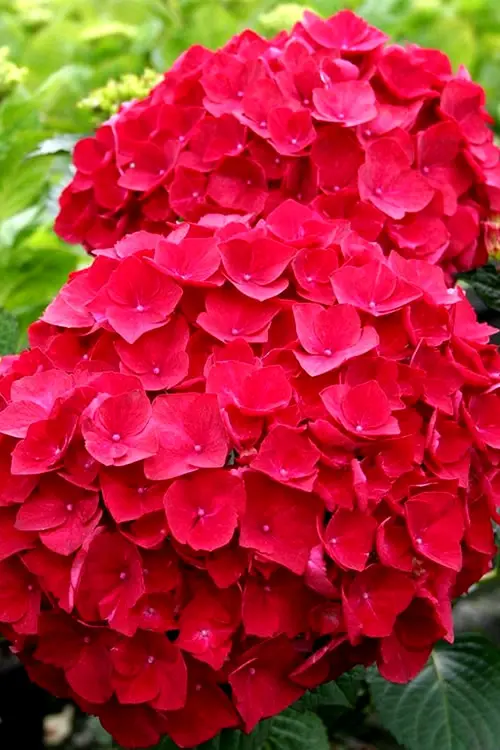 Red Hydrangea