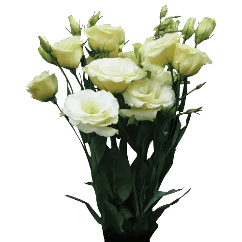 Lisianthus - VIP