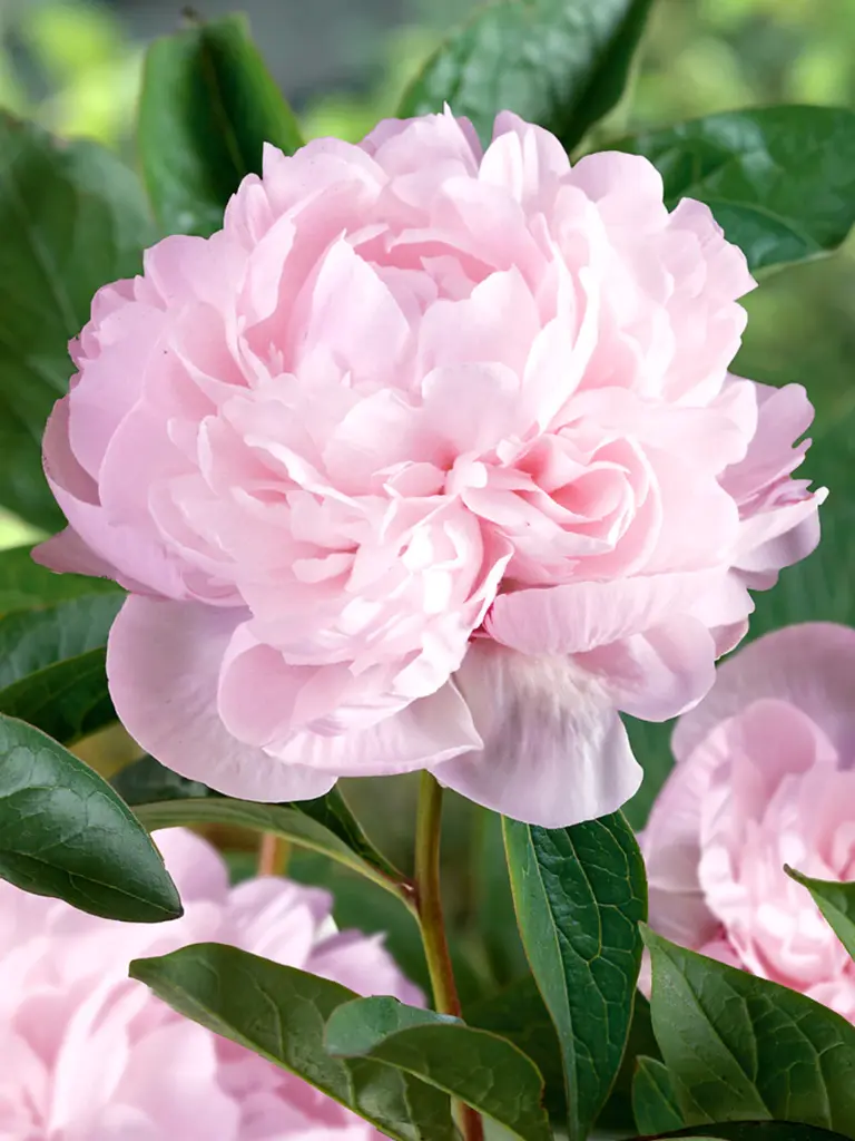 Peony - Stem
