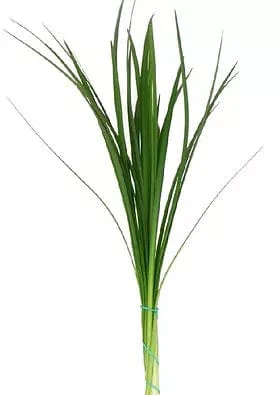 Lily Grass