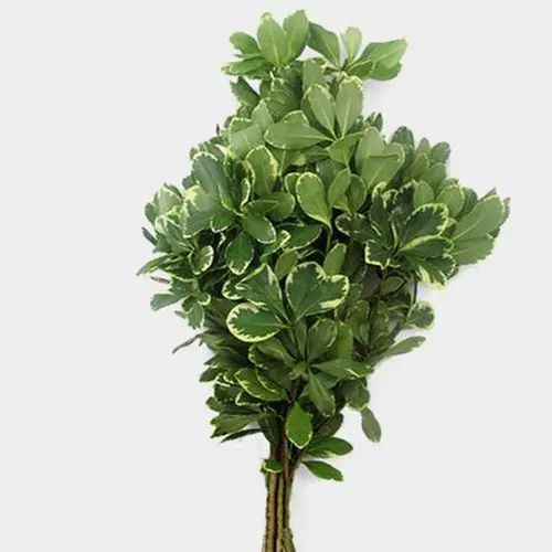 Pittosporum - Green