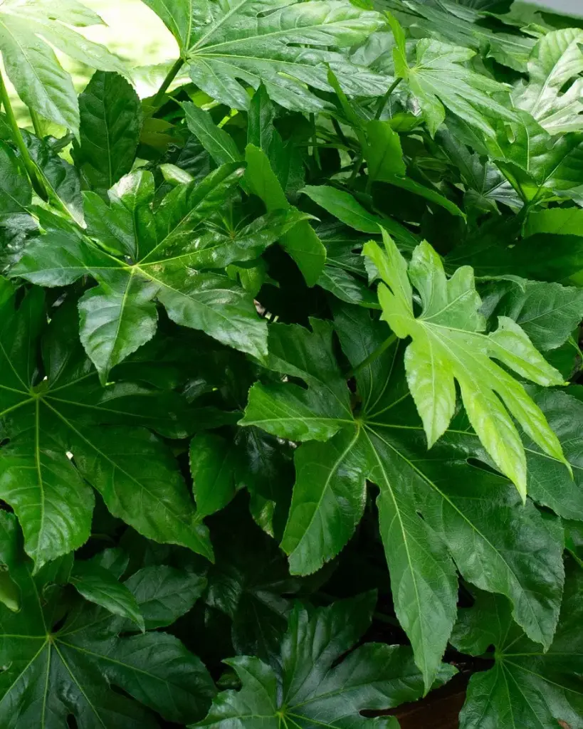 Fatsia/Aralia Leaves