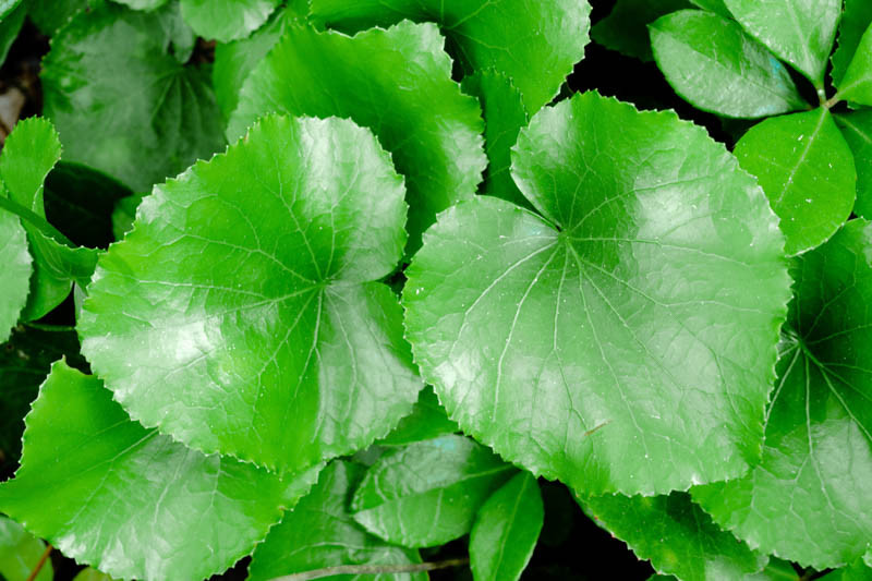 Galax Leaves
