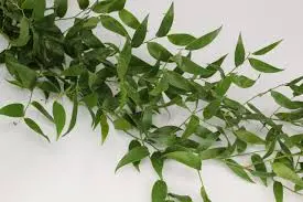 Ruscus - Italian (Narrow Leaf) Short
