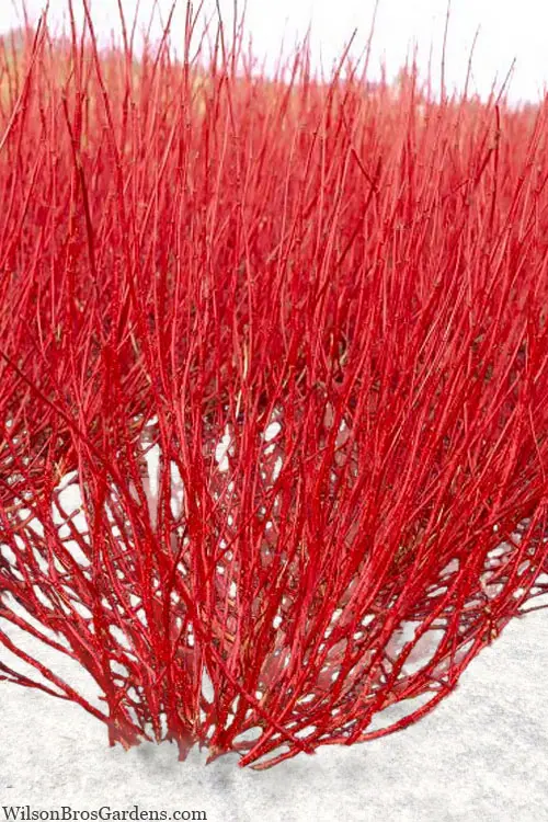 Dogwood Red Small