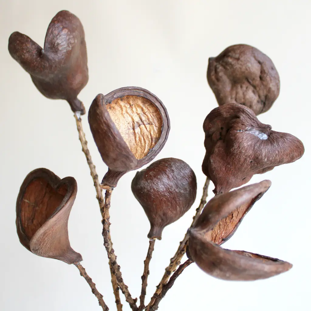 Badam Nut/Stem - Varnished