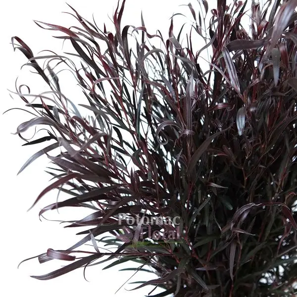 Agonix (Black Willow)