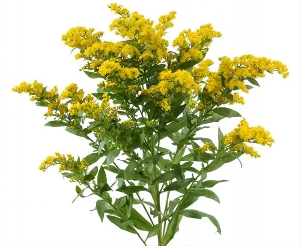 Solidgao Golden Glory Aster 