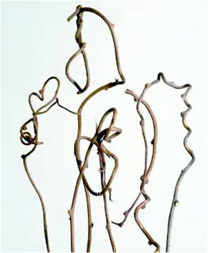 Kiwi Branch