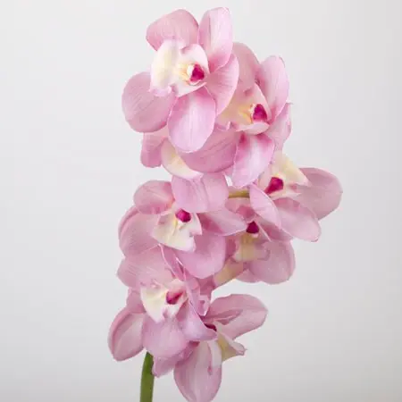Cymbidium Spray - Bud