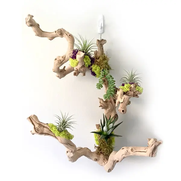 Succulent Grapewood Arrangements 