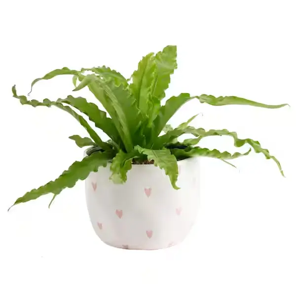 Birds Nest Fern - 6" Plant