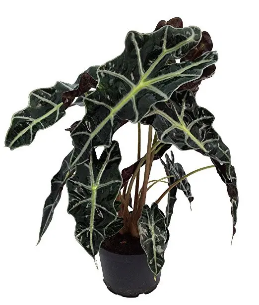 6" Alocasia Polly Plant