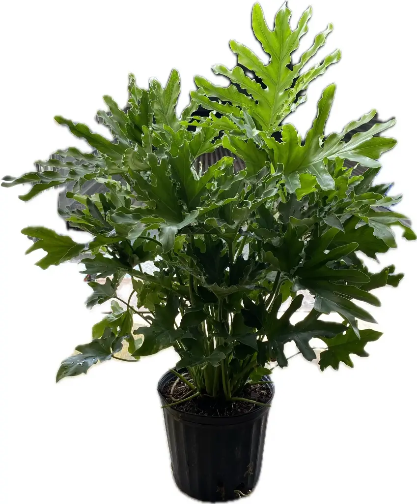 8" Selloum Plant