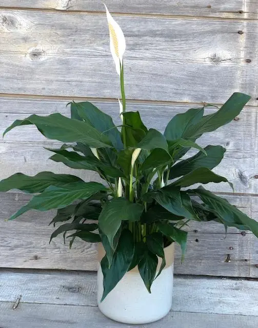 Spath Peace Lily - 8" Plant 