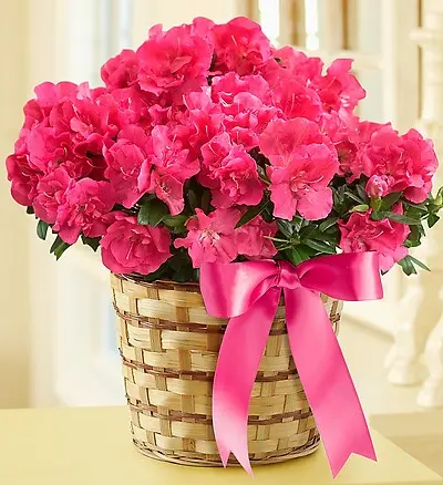 Azalea - 6" Plant