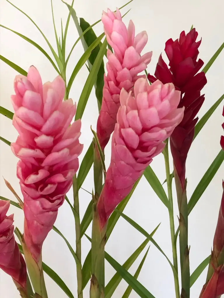 Ginger - Pink