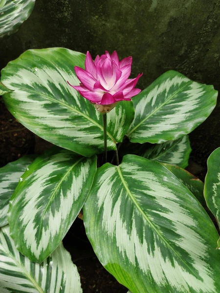 Calathea