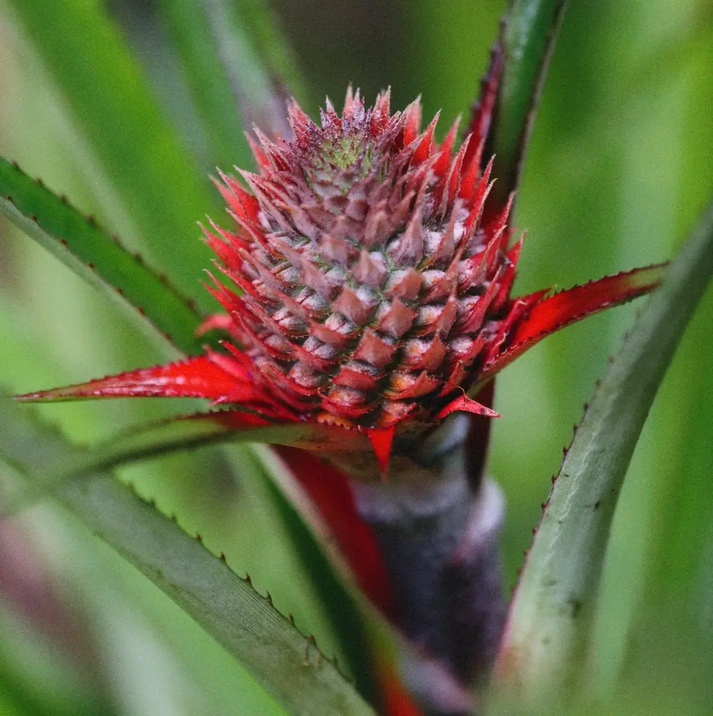 Pinapple Flower