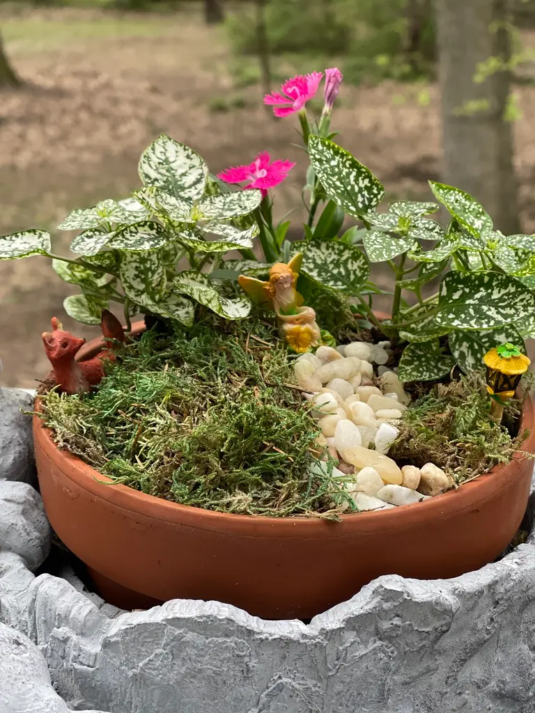 Dish Garden - Deluxe