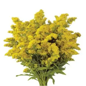 Aster - Solidago Carnival