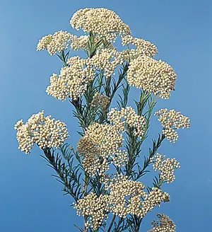Rice Flower