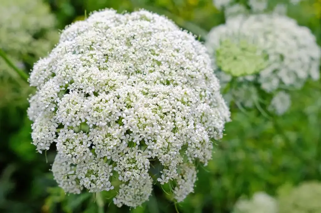 Queen Anne's Lace Plant