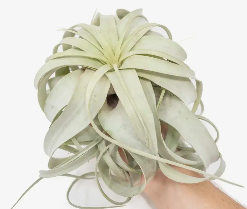 Large Air Plant