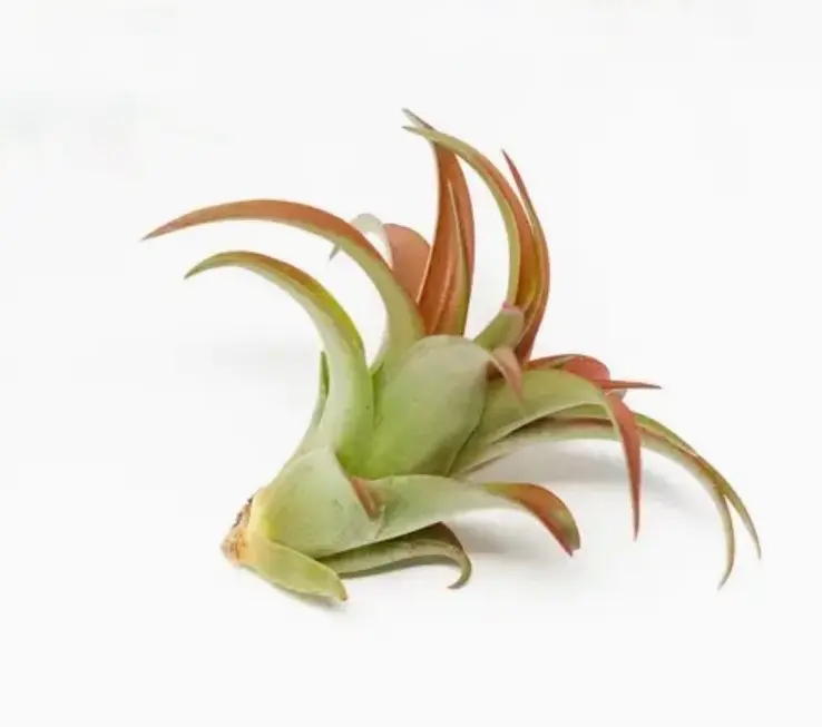 Medium Air Plant