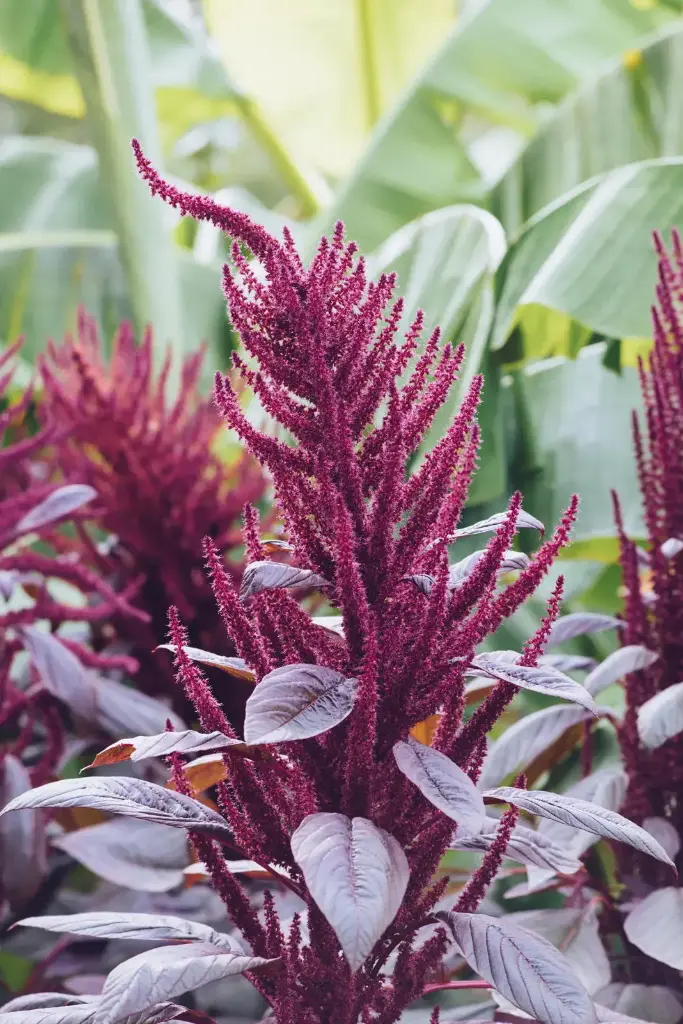 Amaranthus