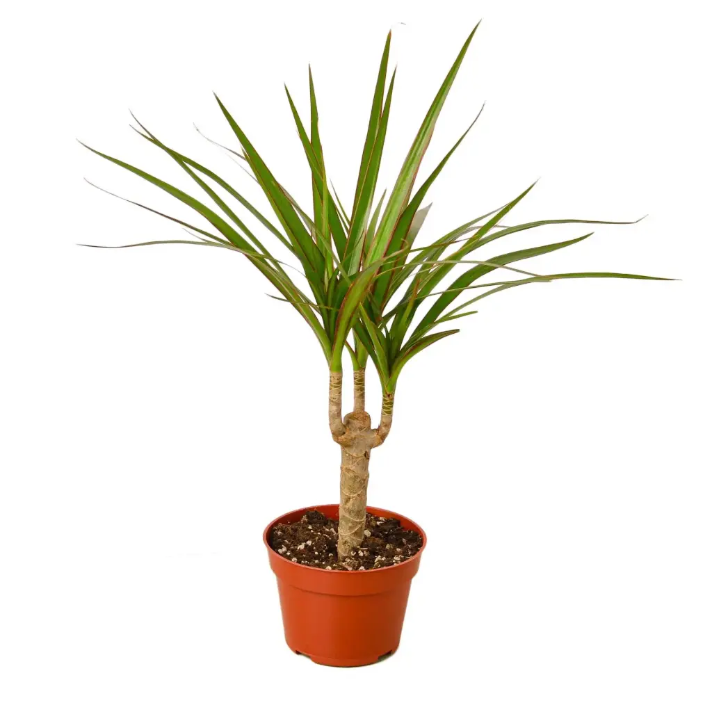 Drac Marginata Stag Cane - 10" Plant