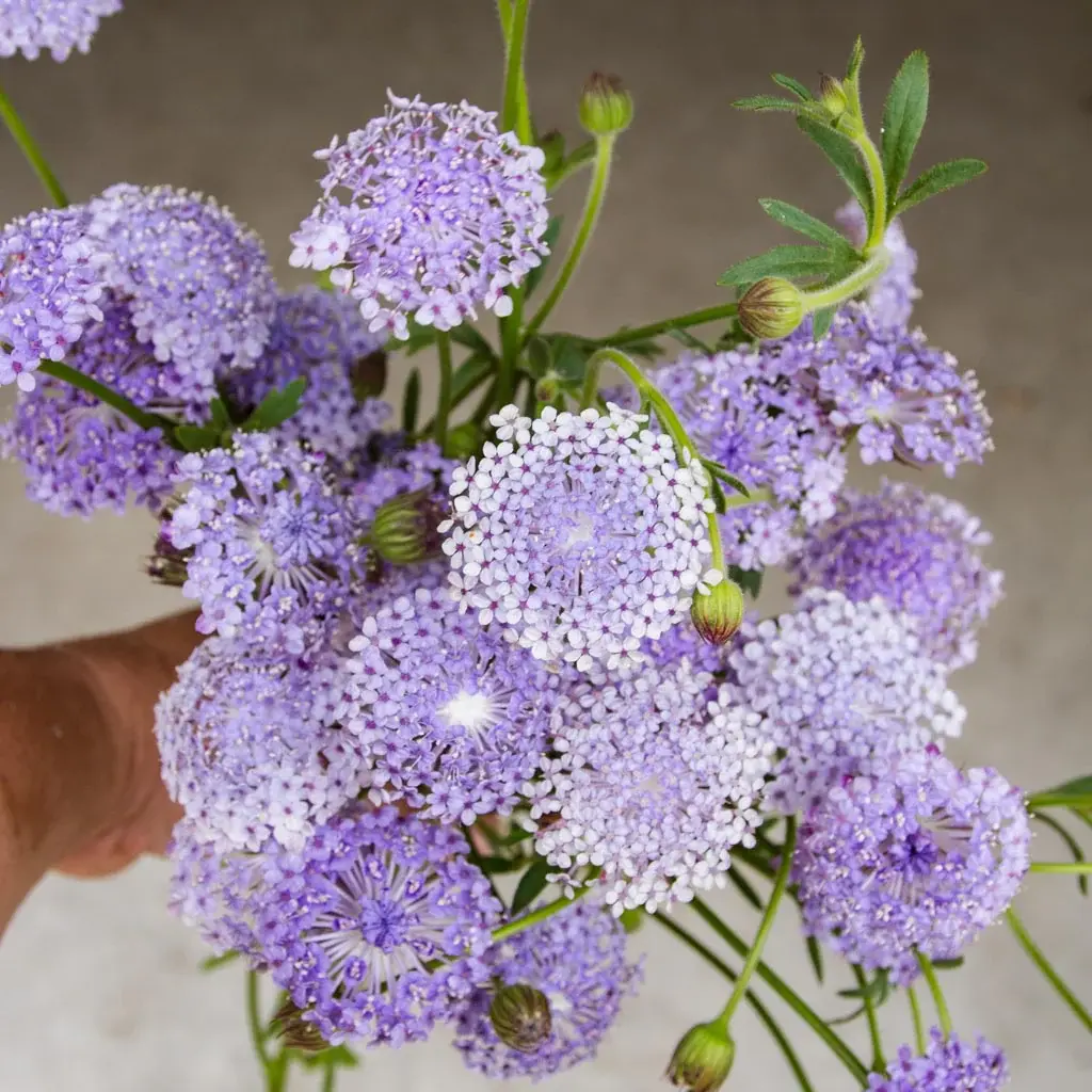 Didiscus - Lace Flower