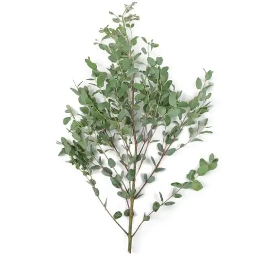 Eucalyptus - Gunnii or Parvifolia