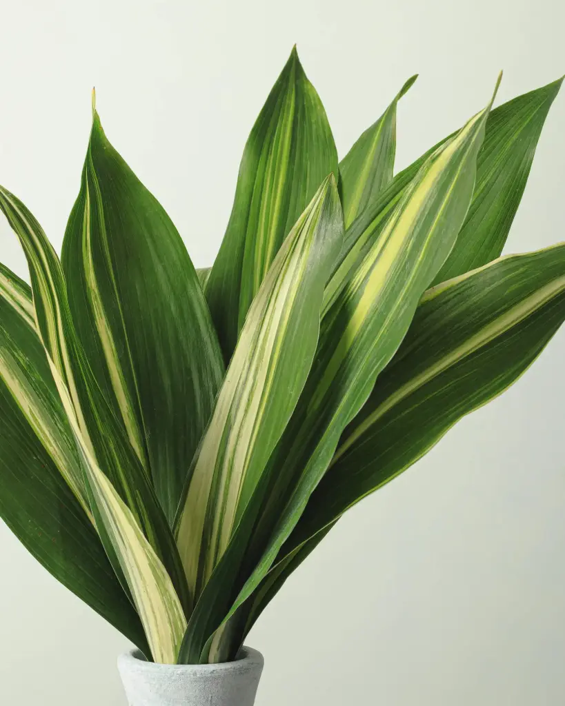 Aspidistra Variegated Greenery