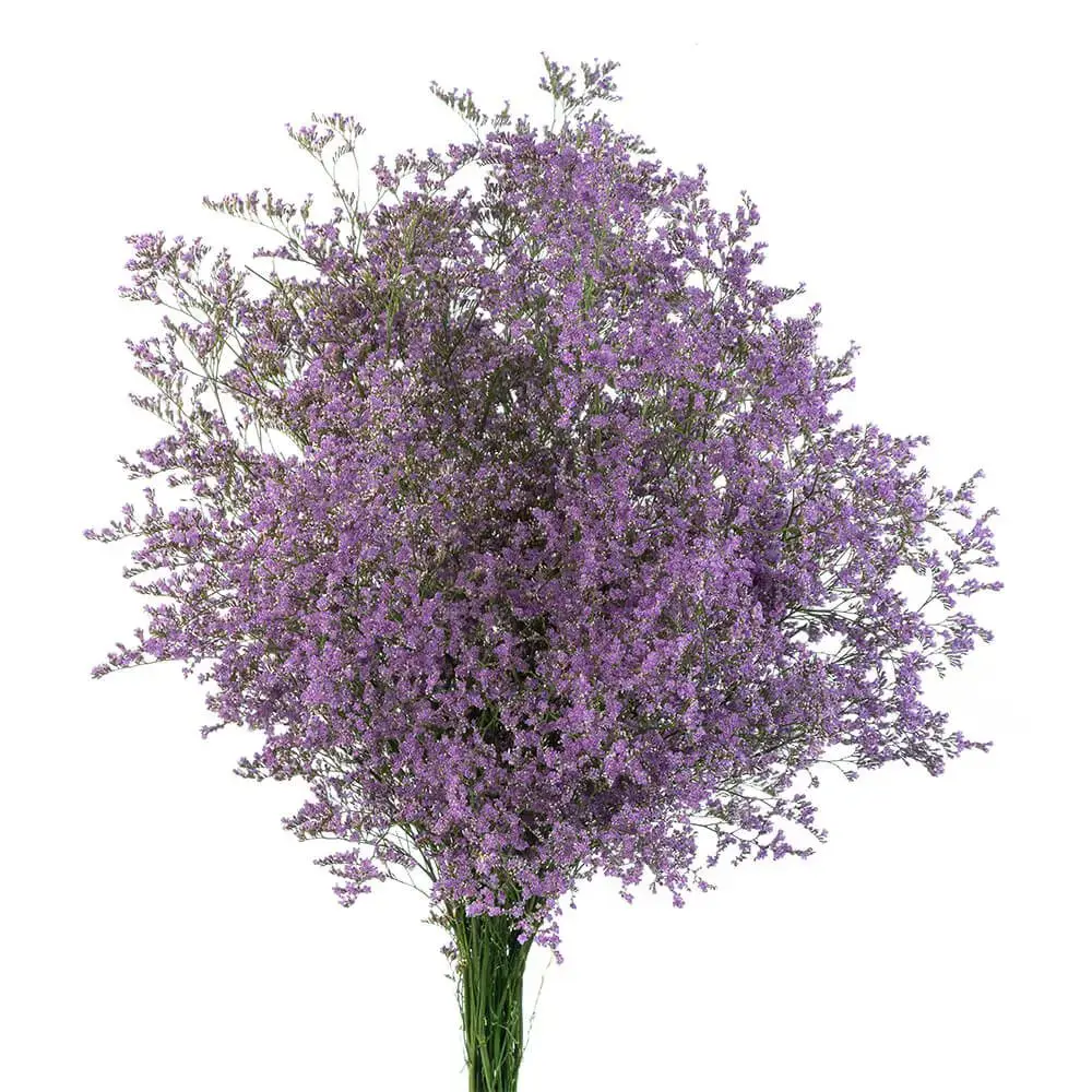 Limonium - Misty Blue