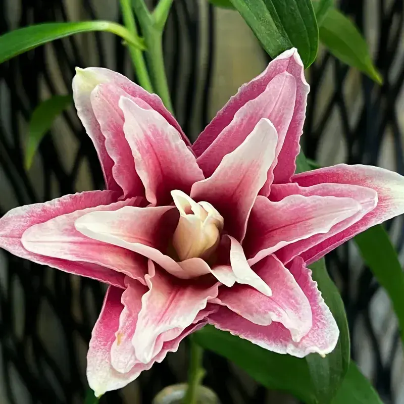 Rose Orie Double Bloom Lily