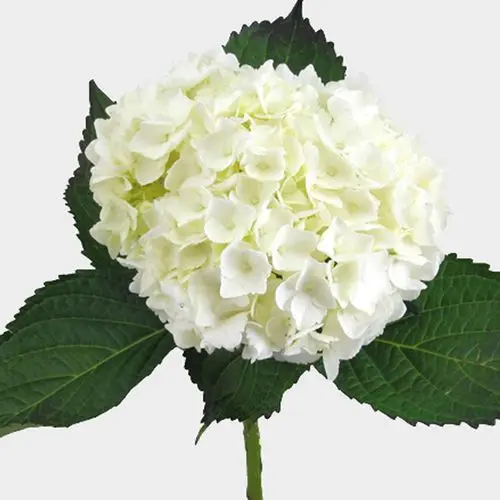Hydrangea - White